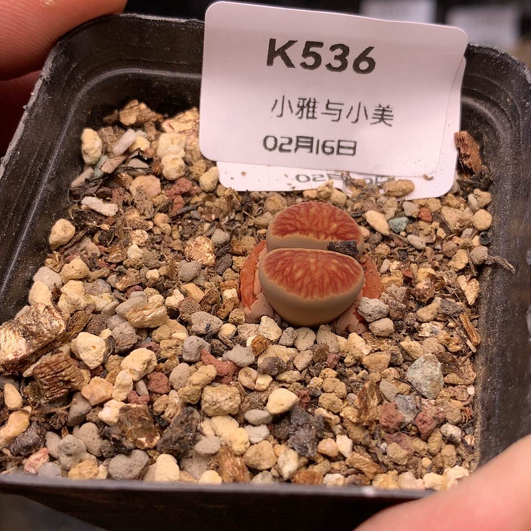 K536多肉植物保护