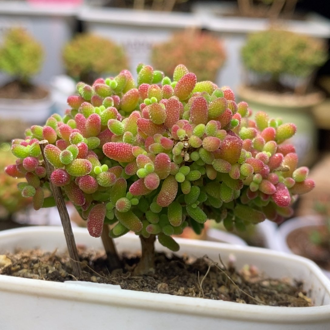 蜜桔糖球枝干番杏A482