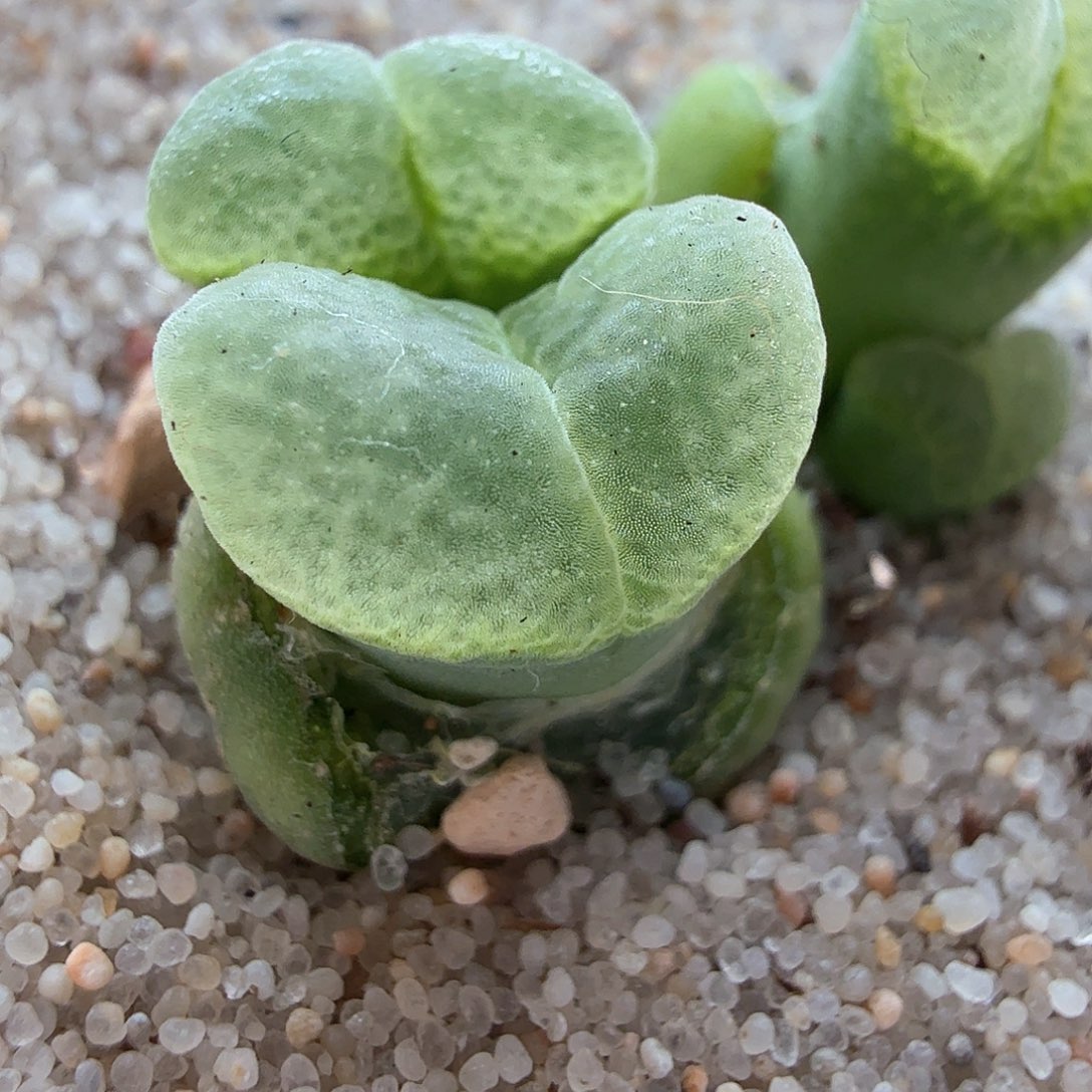 2.13.20/1802.8星空冰透爱心窗/多肉