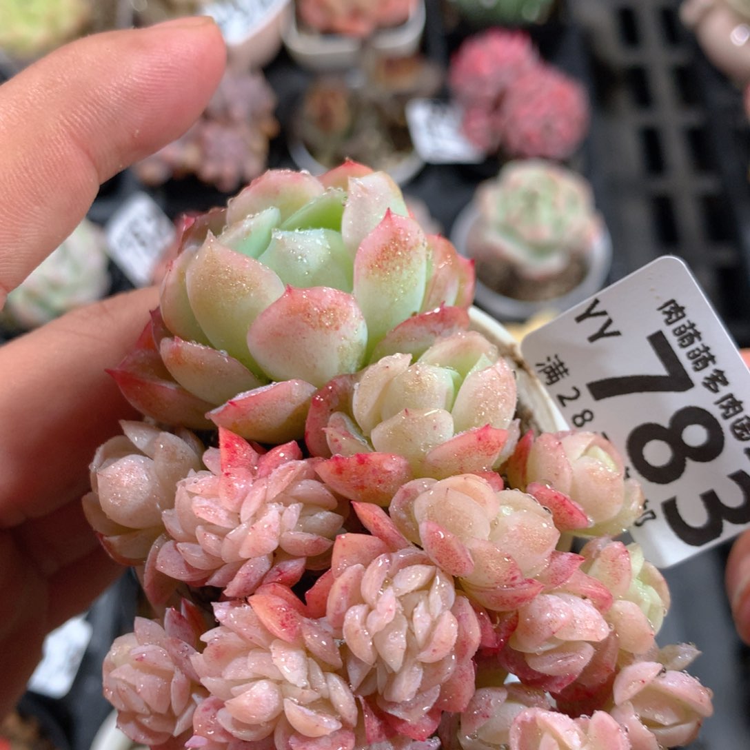 5CM拇指盆精控多肉YY783