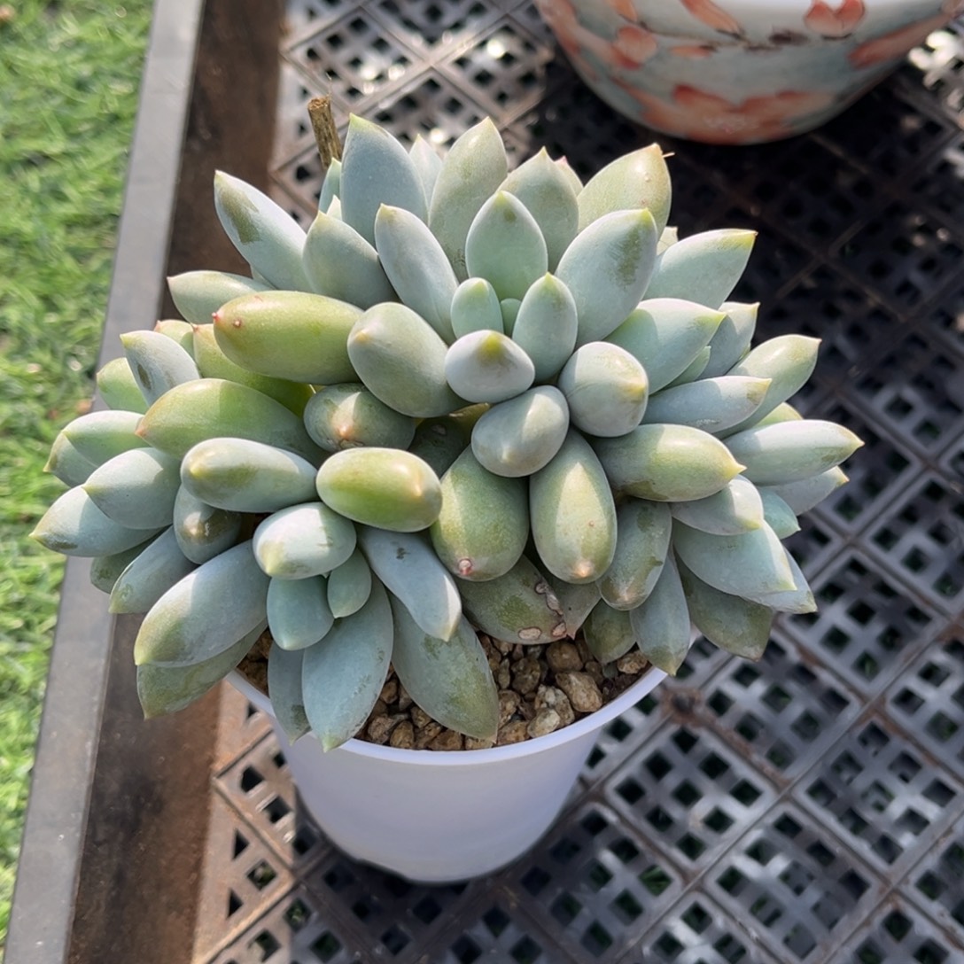 黄胖体哥特朵朵缀化
