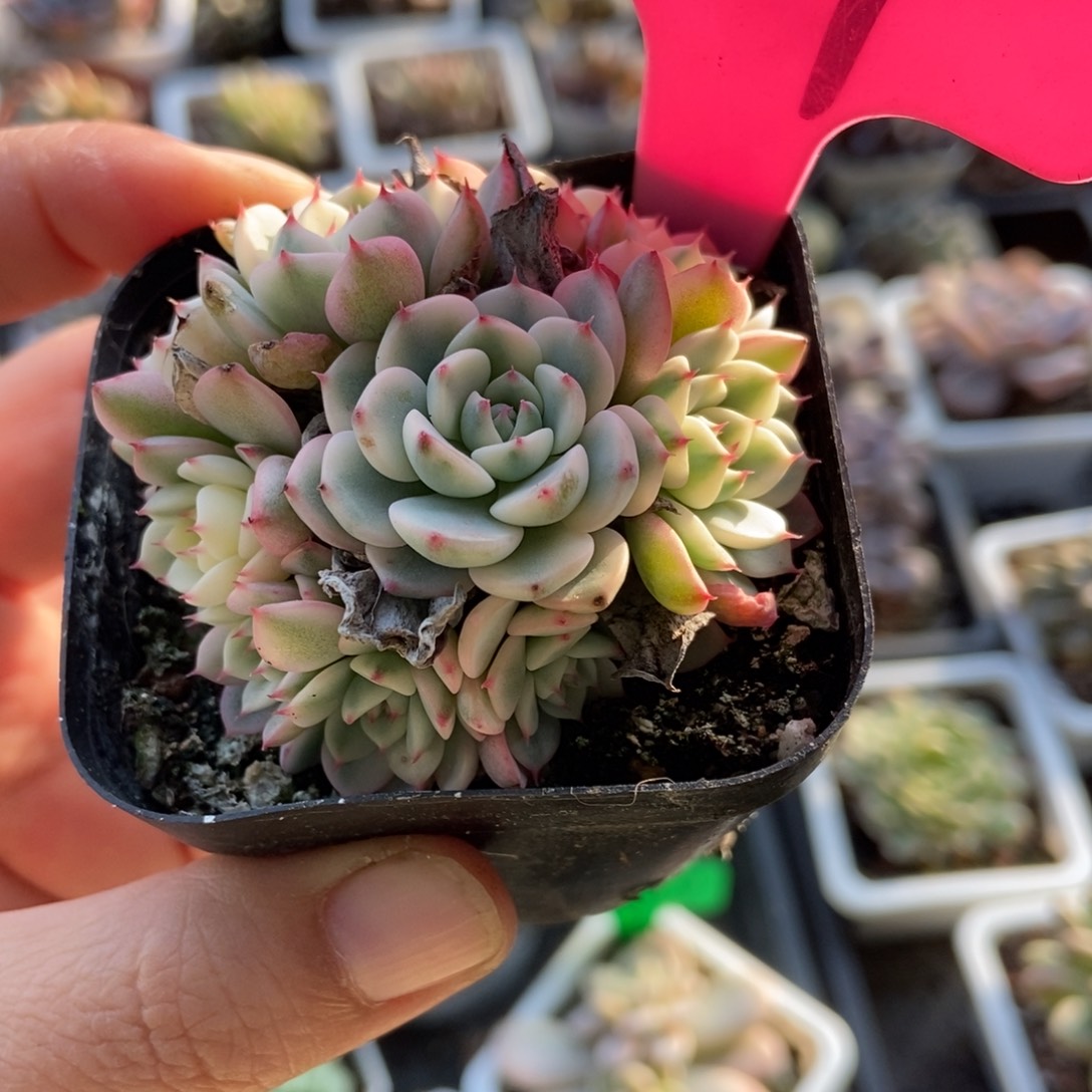 117忌廉锦多肉植物