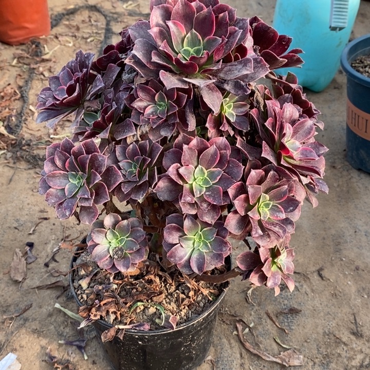 金丝雀多肉植物27。