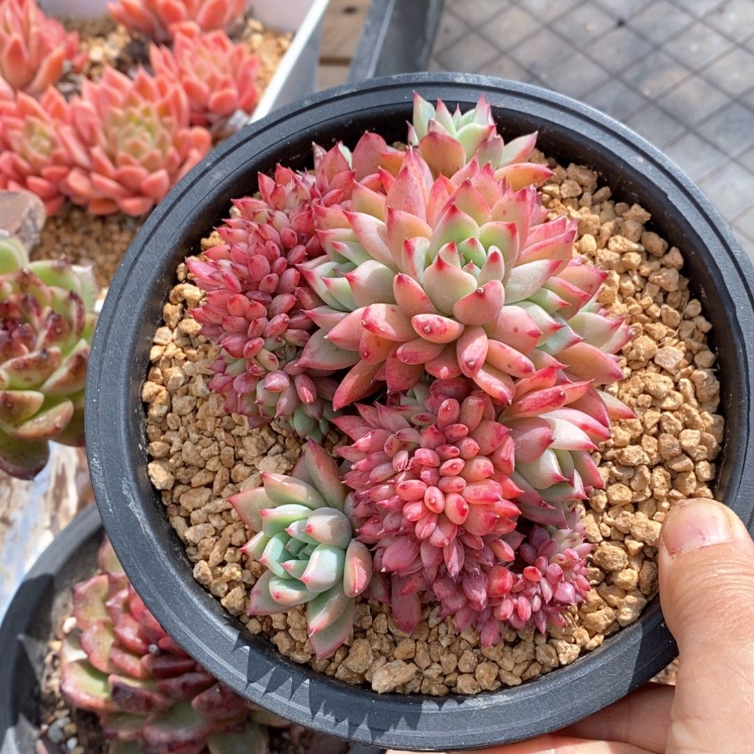 精品多肉一物一拍不包整67