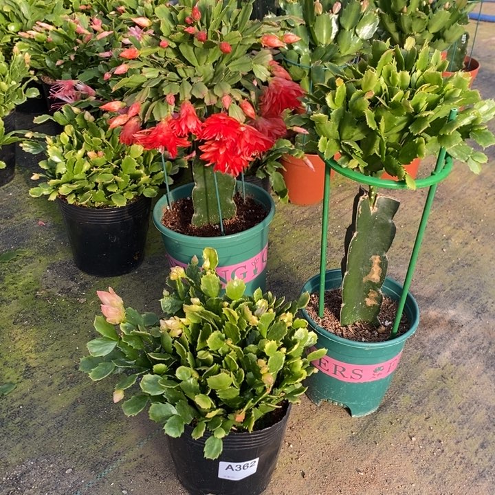 大部分花苞少量开放362自根028