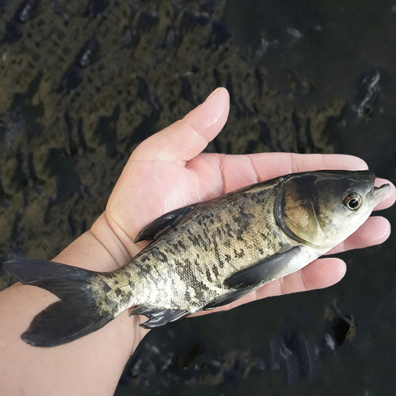 【活体】花鲢雄鱼鳙鱼【6-25cm】观赏鱼淡水鱼冷水鱼鱼花鲢鱼