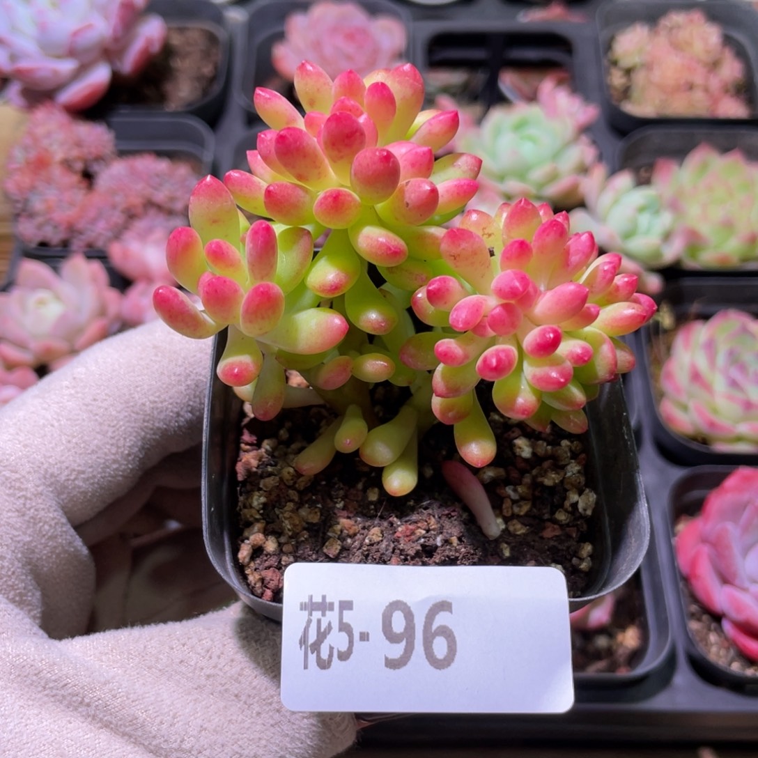 花利美5-96青松缀化