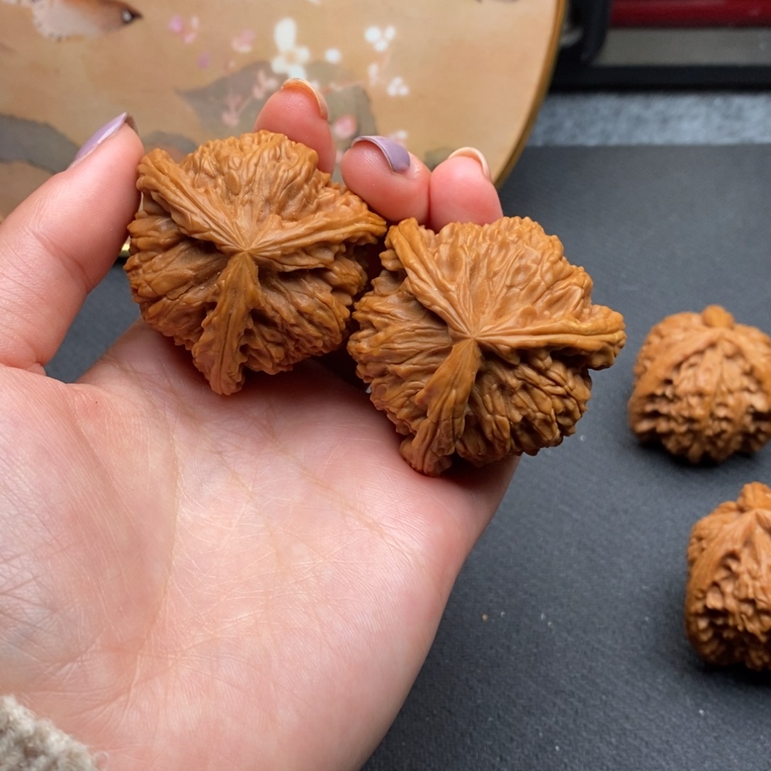 @****金白狮子111111111111