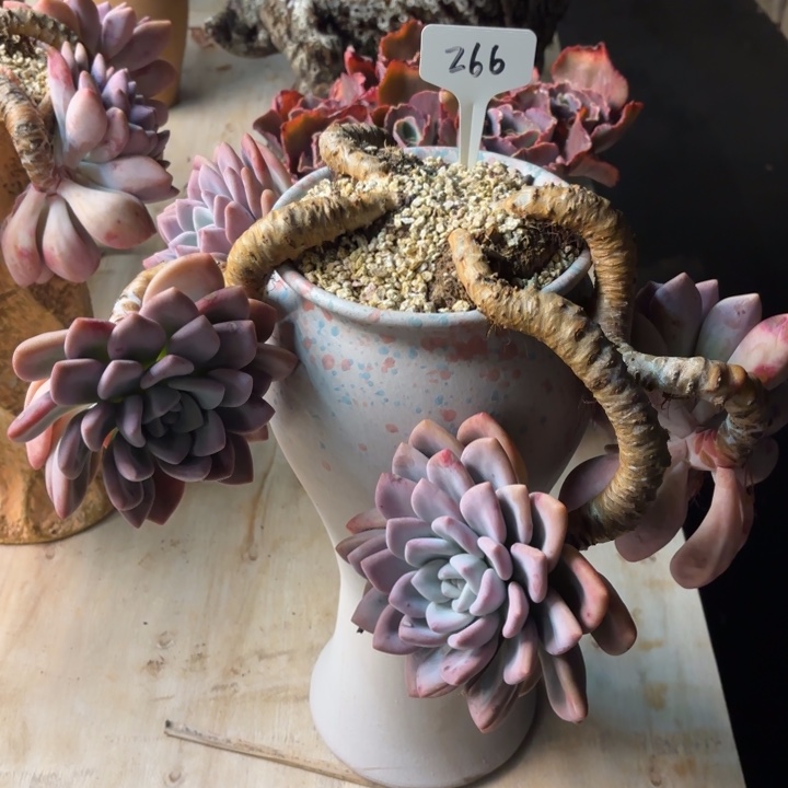 满***号多肉植物，噢普266号，物流到付