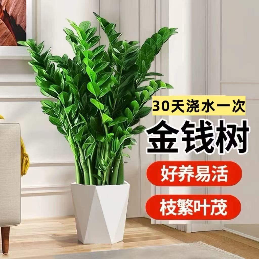 A【特价】高度70-90金钱盆栽钱串子室内客厅植物办公室绿植净化空气