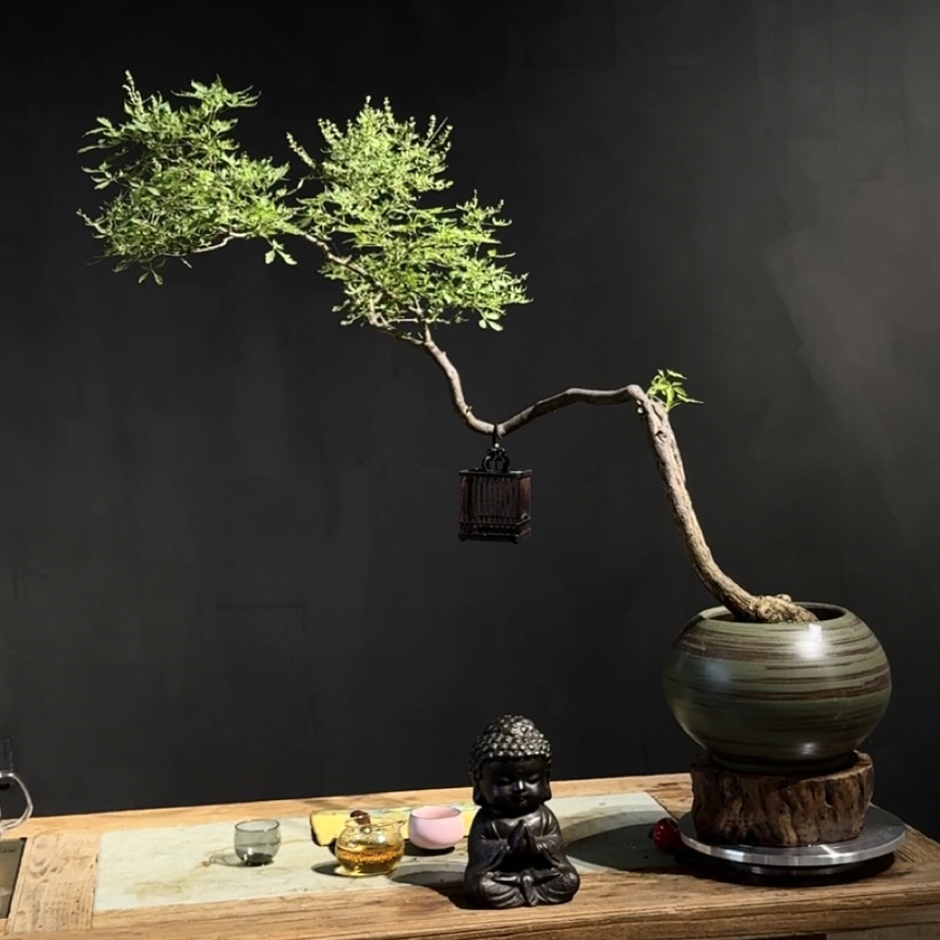 【雅绿空间·老桩盆景】一物一拍 天然精品斜飘老桩造型独特造型盆景