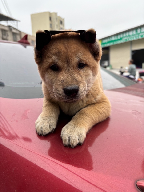 宠物狗狗定制相框