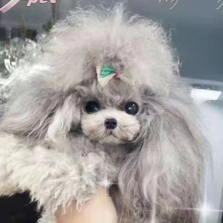 华宠小泰迪狗狗伴侣犬女朋友礼物聪明温顺乖小狗甜美卡哇伊