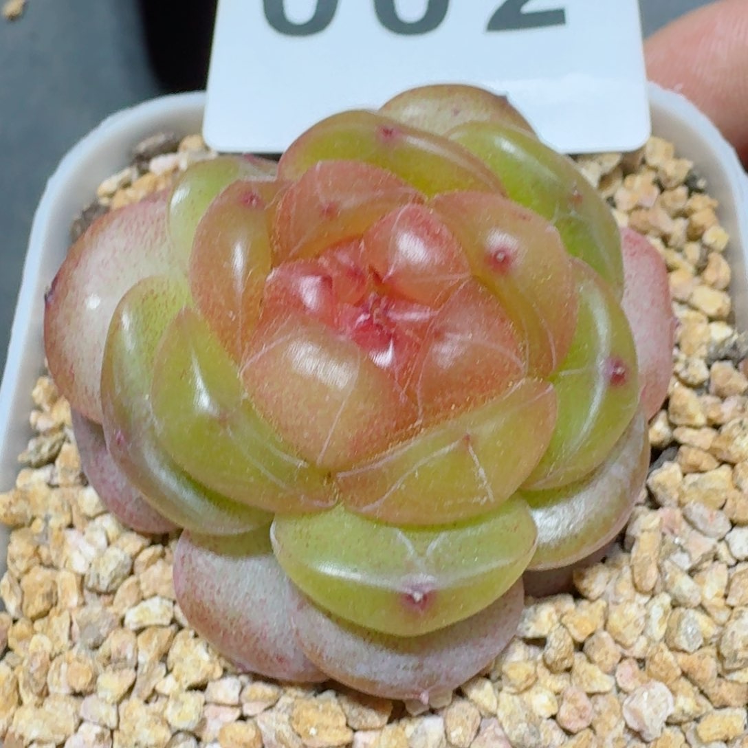 软糖珍妮         多肉植物