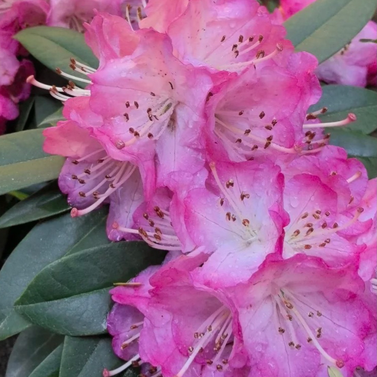 【甜心小苗】一年半小苗好看好养复花墙耐热