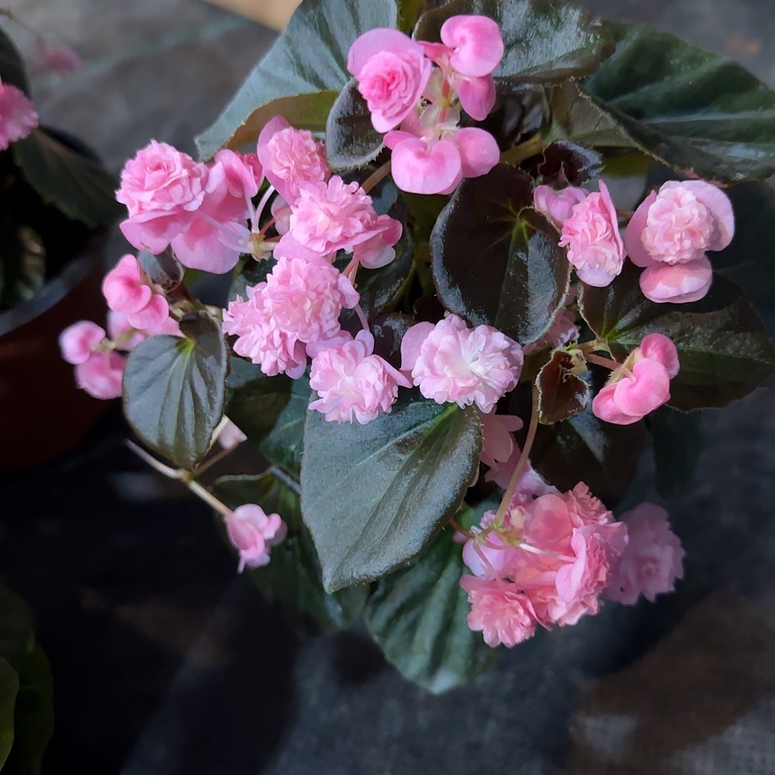 130红叶粉色玻璃球