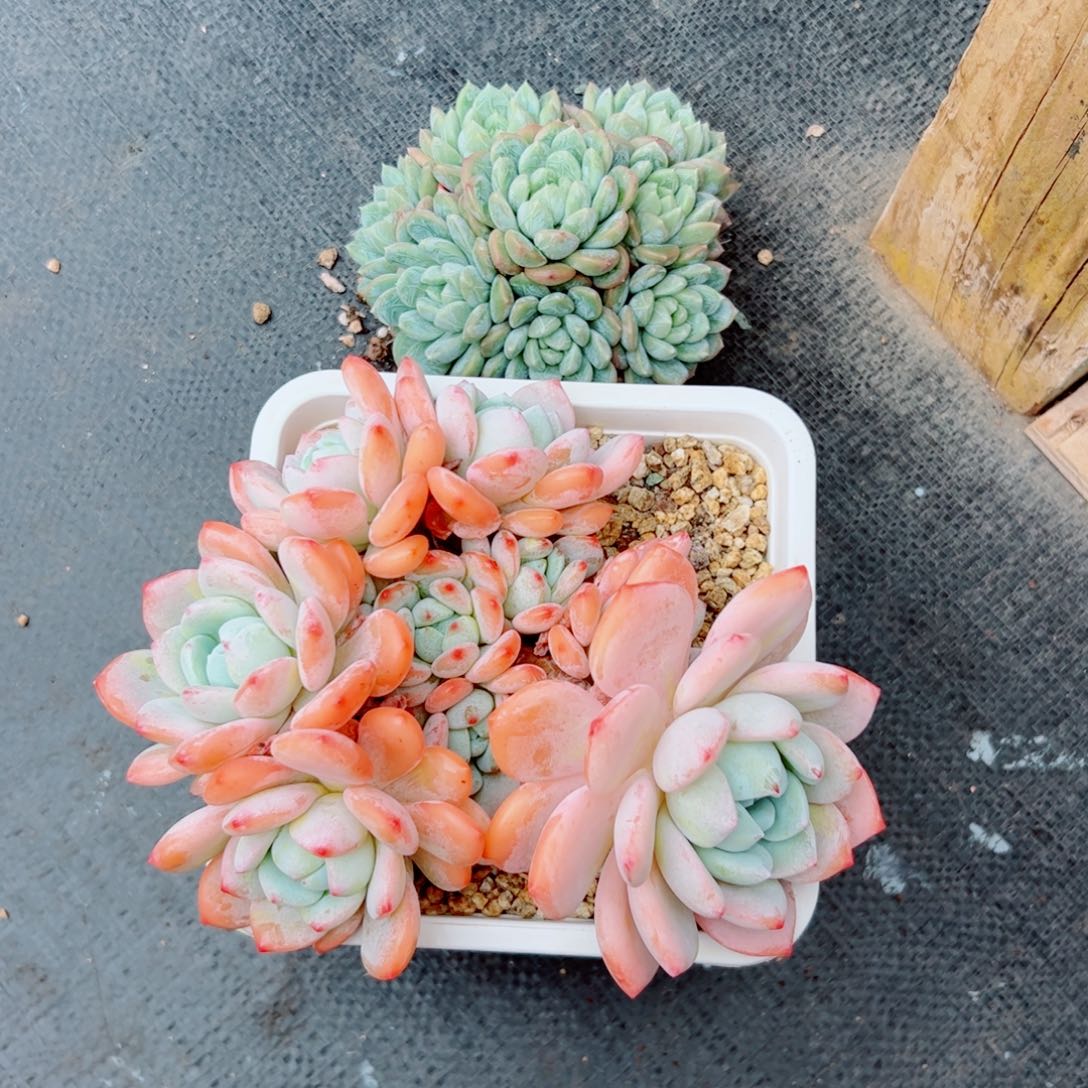 多肉植物多肉植物