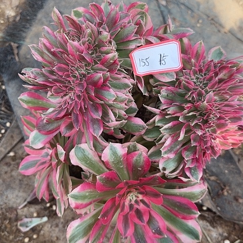 多肉植物粉女巫缀化155