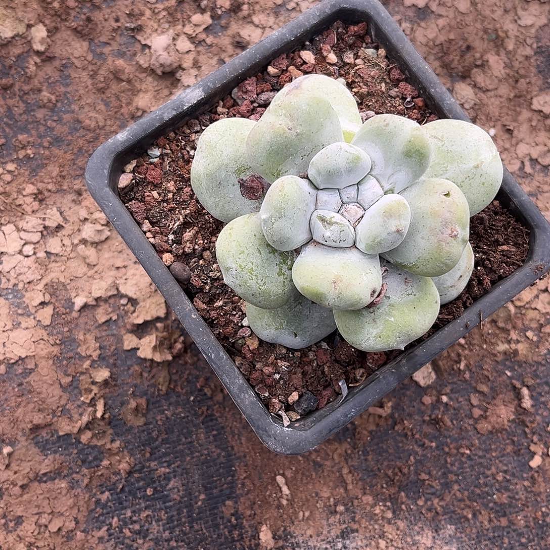 小鹿多肉一物一拍