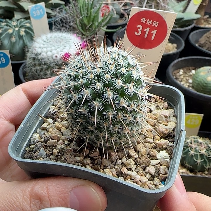 实生特选长刺白王丸3.6cm