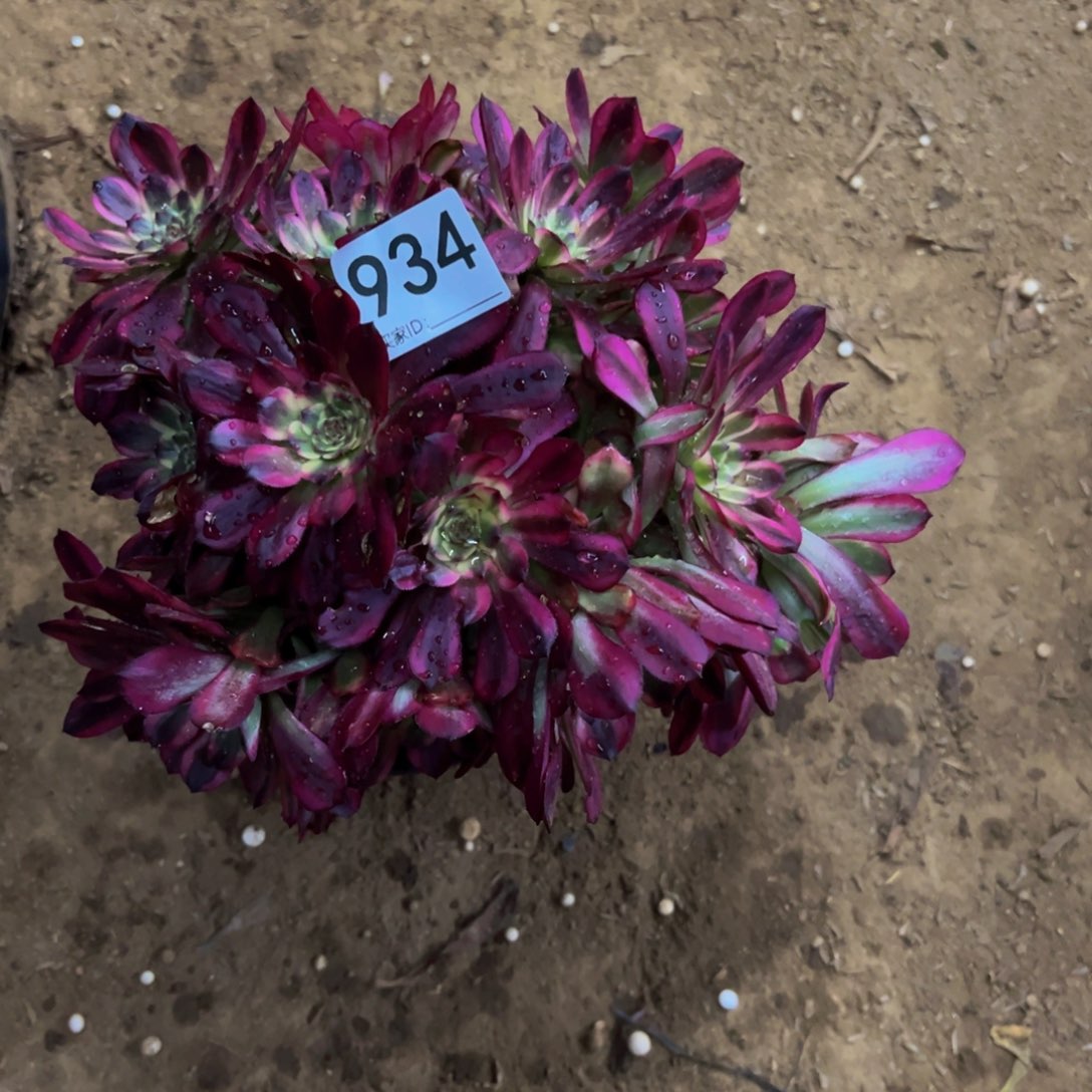 934舞天姬多肉植物