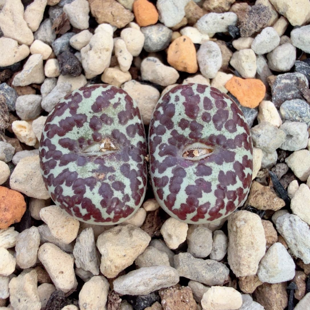 是***?英国原始TS603 12-31-L27