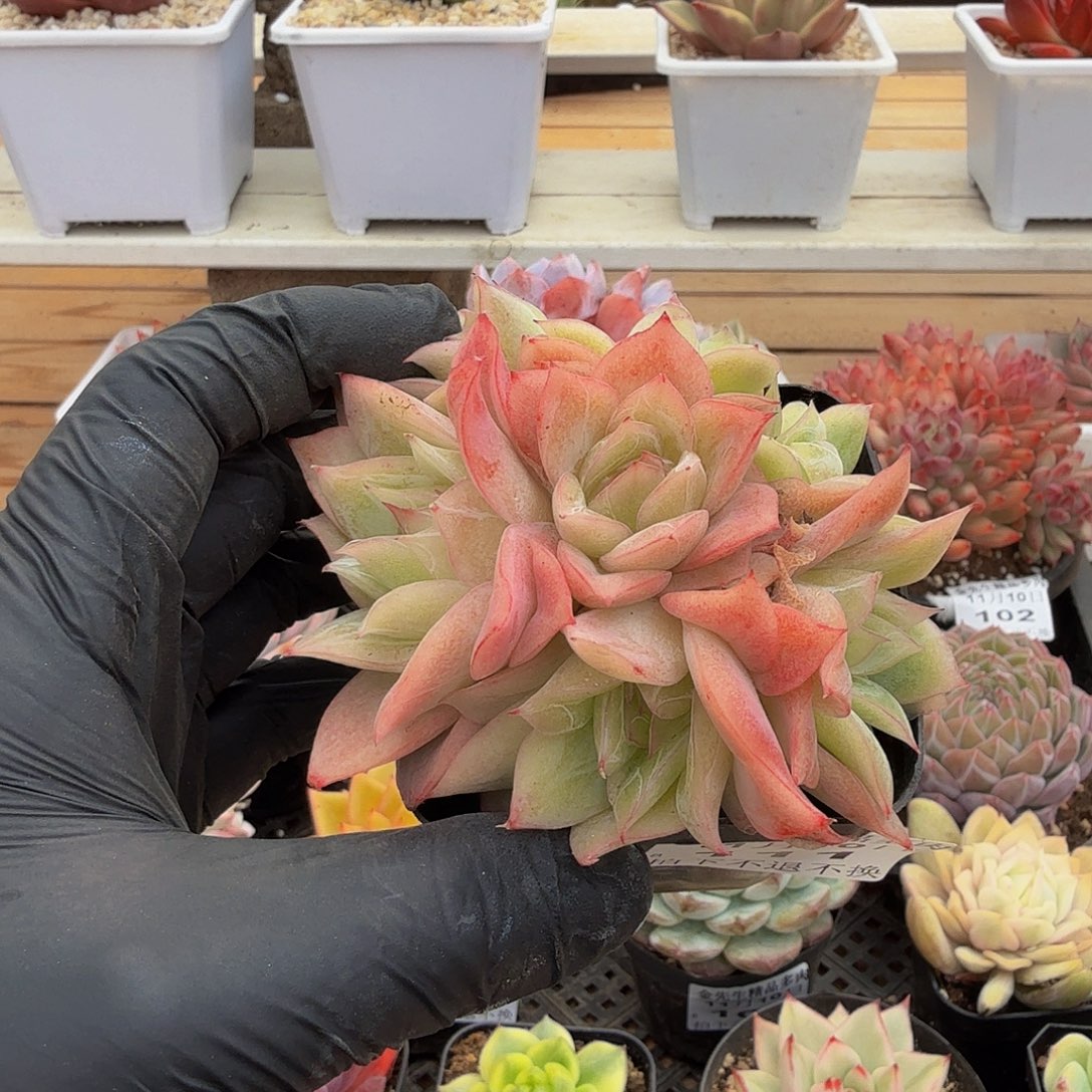 1120-111冰心群生