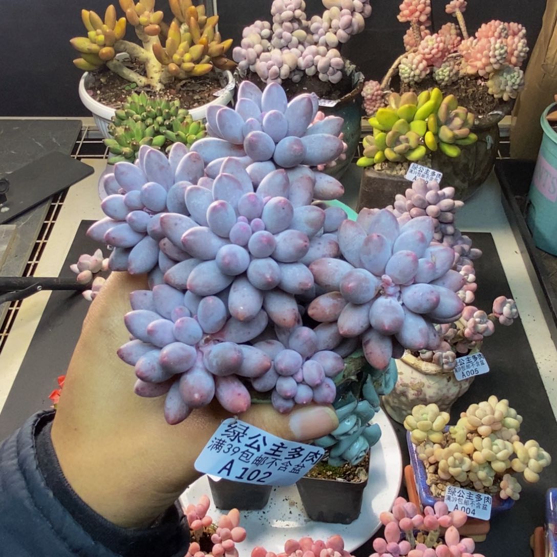 102婴儿手指多肉8c m