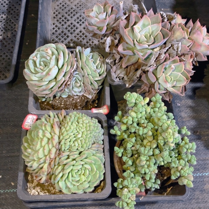 丹****肉蓝宫勃朗峰白胖子缀鹿角