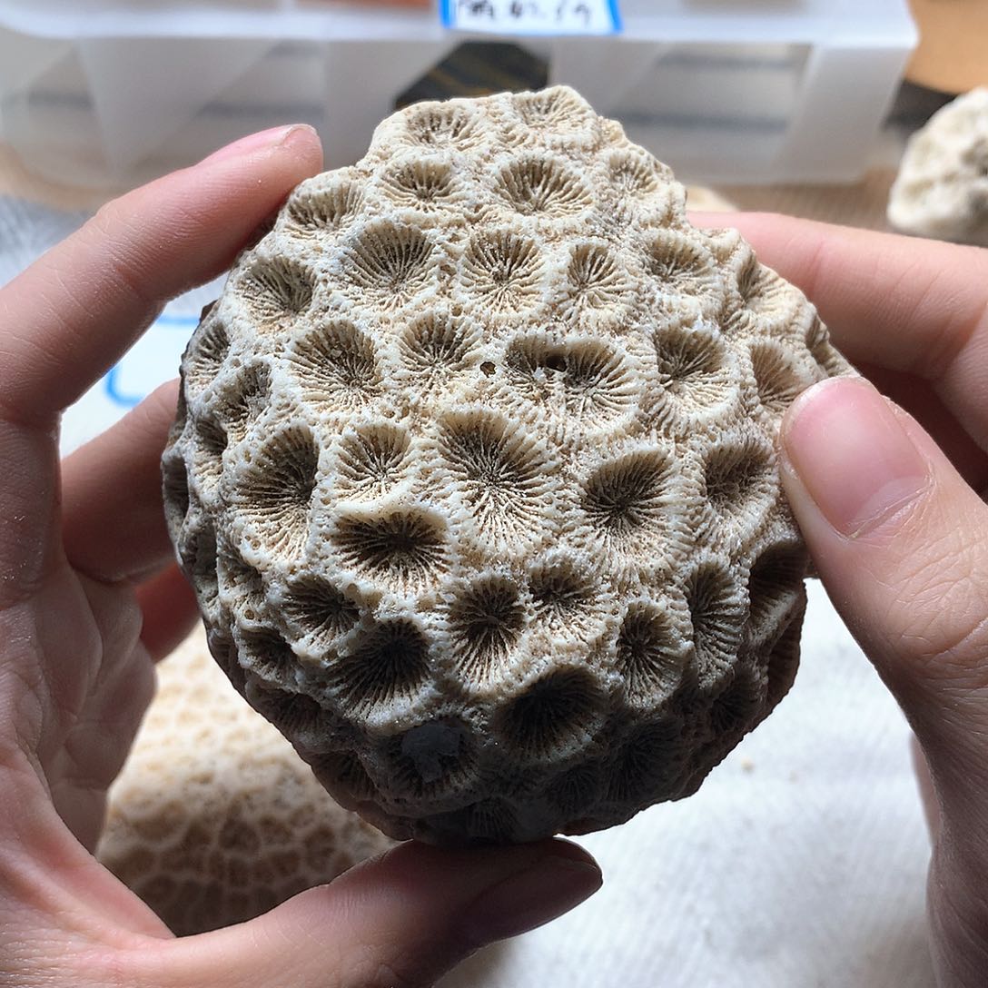 石英质玉颈饰未镶嵌春**月