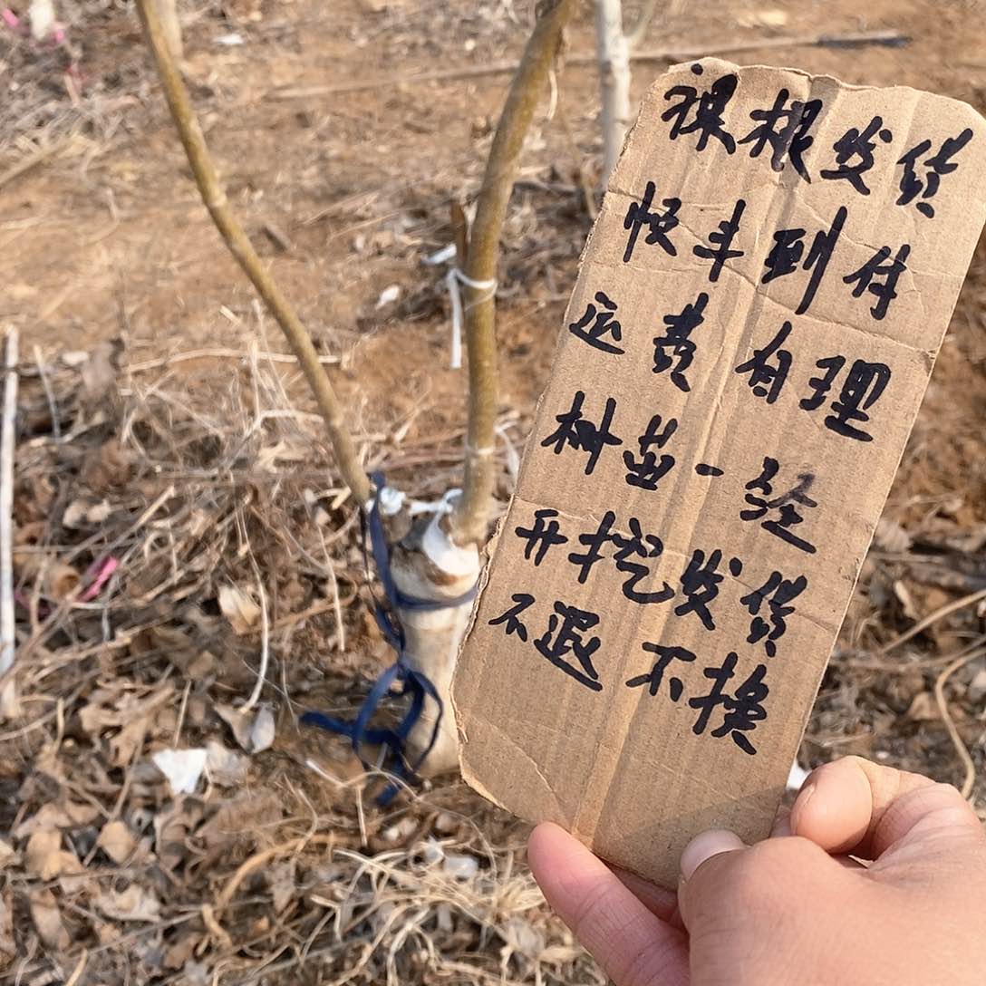 文玩核桃把件冷*白狮