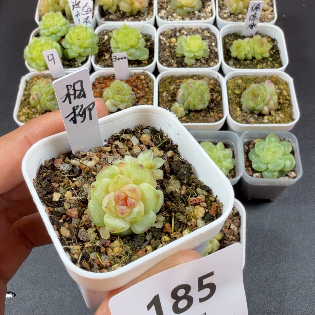 甜心相柳一物一拍185