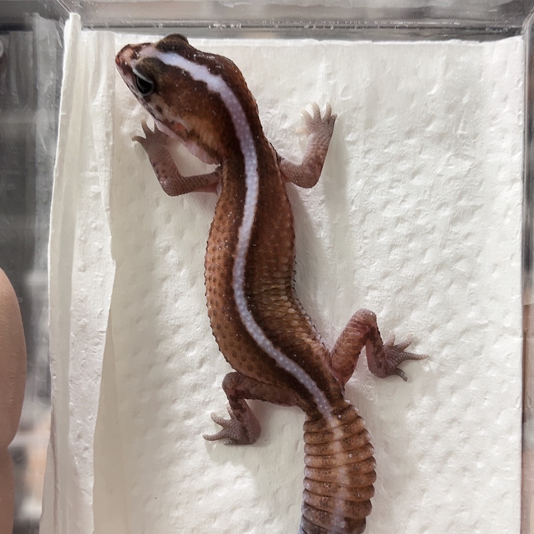 肥尾守宫无纹隐奥利奥橘白