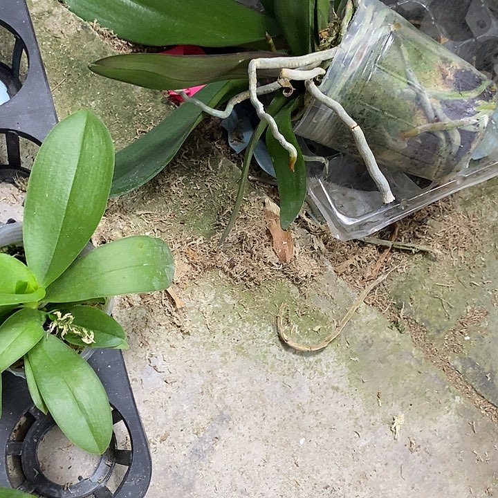 当前无花栽培后可以开花双头梦幻天使