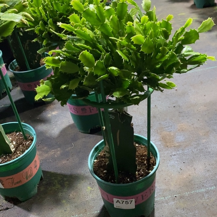当前无花栽培后可以开花757嫁接050