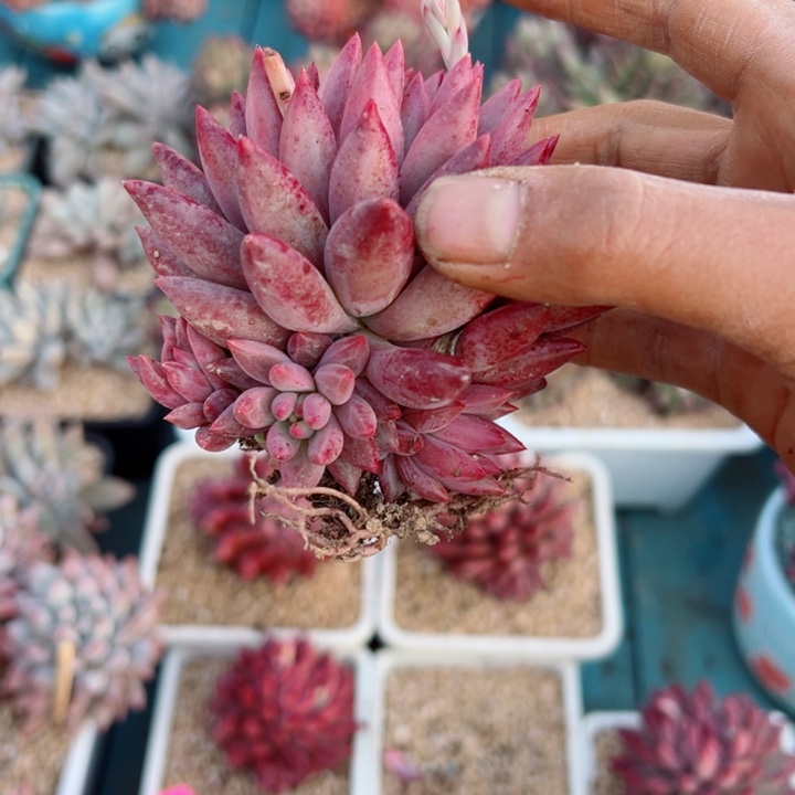 精品多肉植物老桩