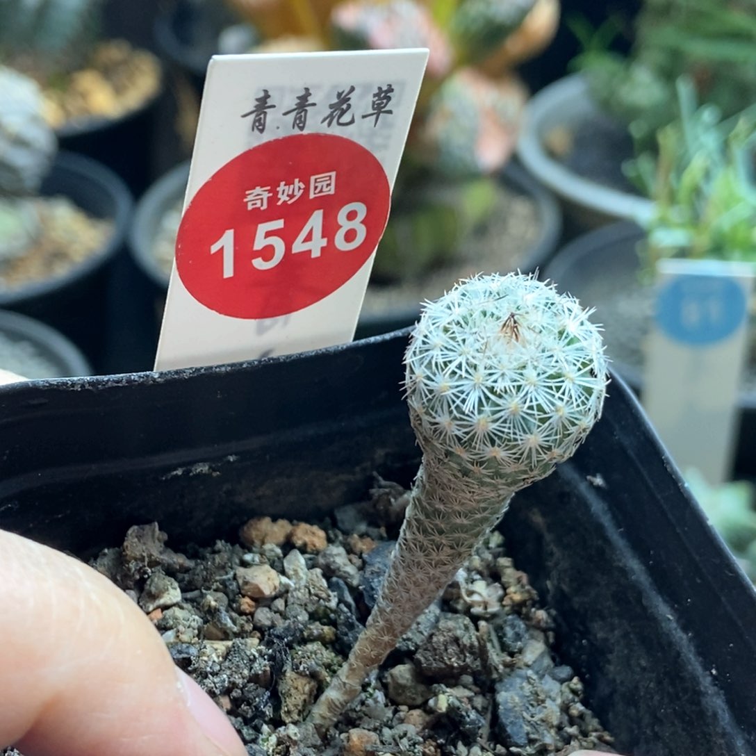 实生赤花美针玉1.6cm