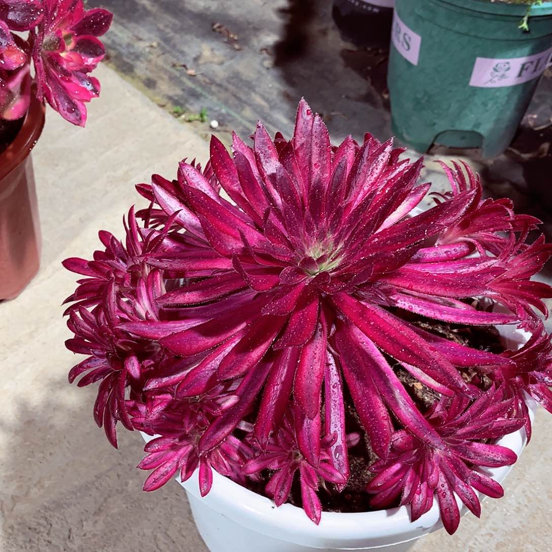 法师多肉哈哈哈哈