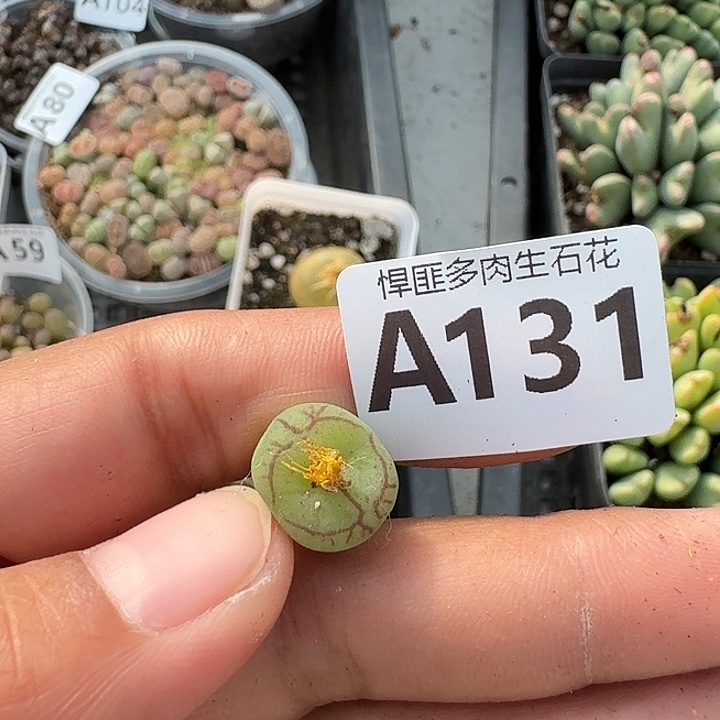 131多肉植物多肉植物