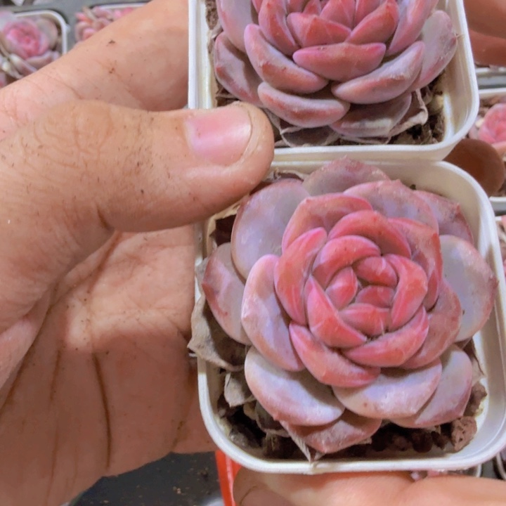 红琥珀两盆一组王炸