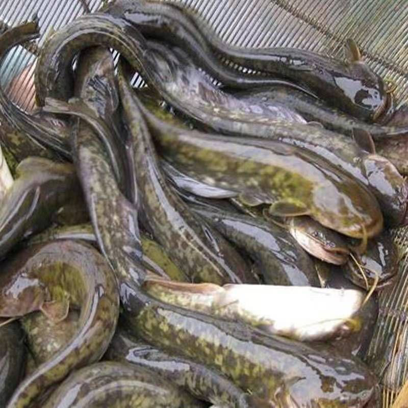 顺丰包邮鲶鱼现场称重