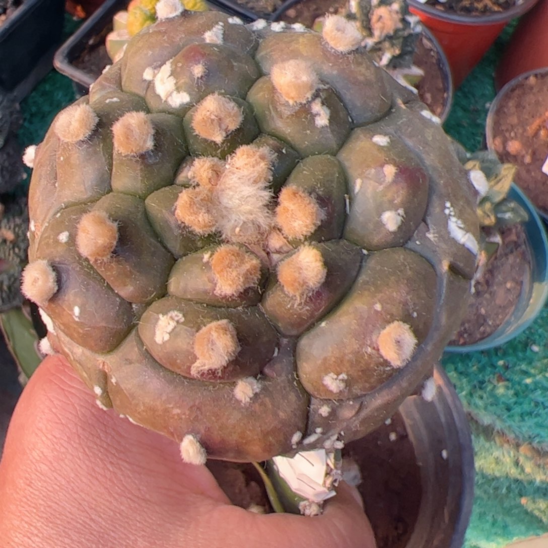 琉璃龟甲兜仙人球240