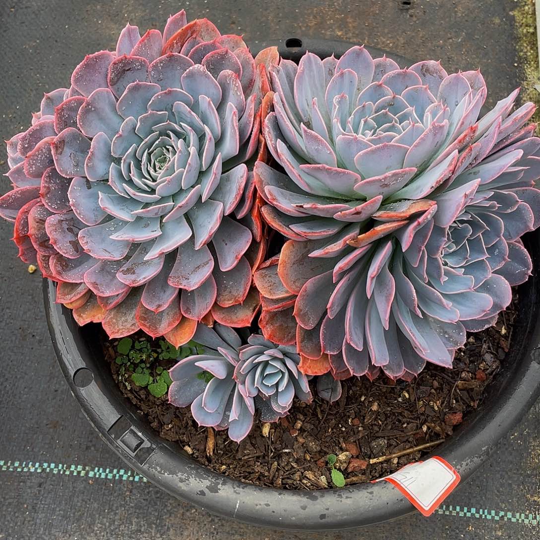 天赐多肉植物群3911