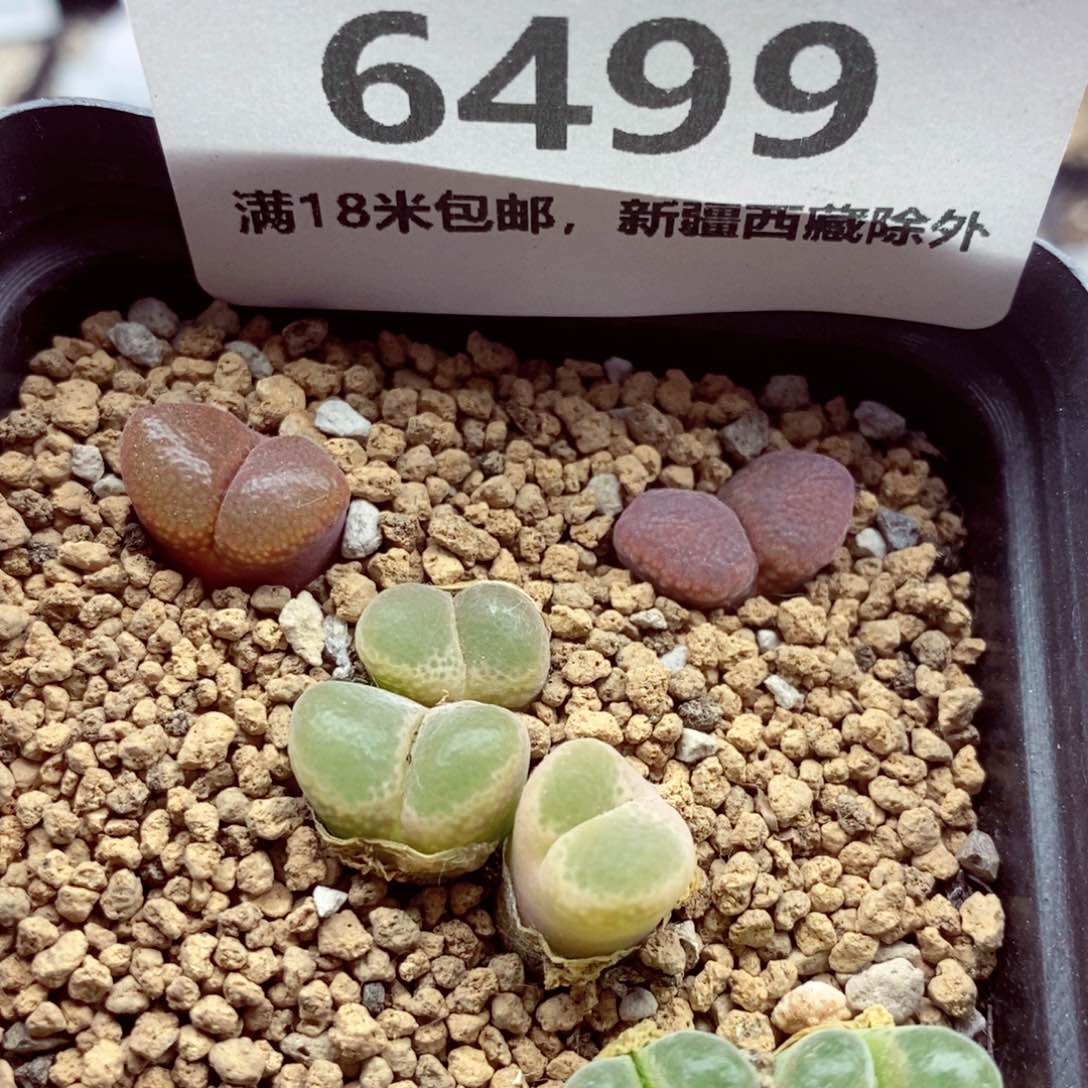 我的时候我也是个很6499