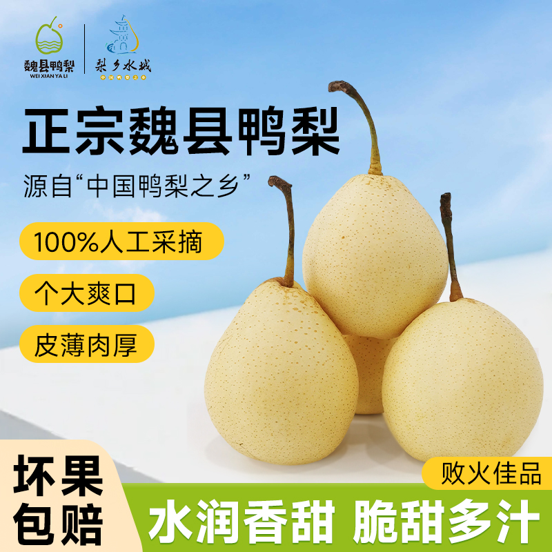 正宗魏县黄金脆皮金梨拍四斤送半斤香 酥 脆 甜现摘鸭梨