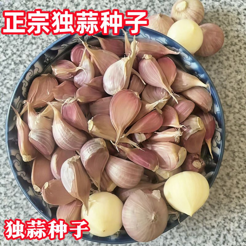 云南大蒜独头蒜种子紫皮独蒜种红皮独子蒜种子正宗川蒜种独头蒜种