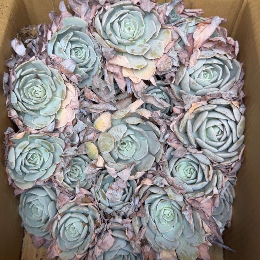 鲁氏砍头 不包损20