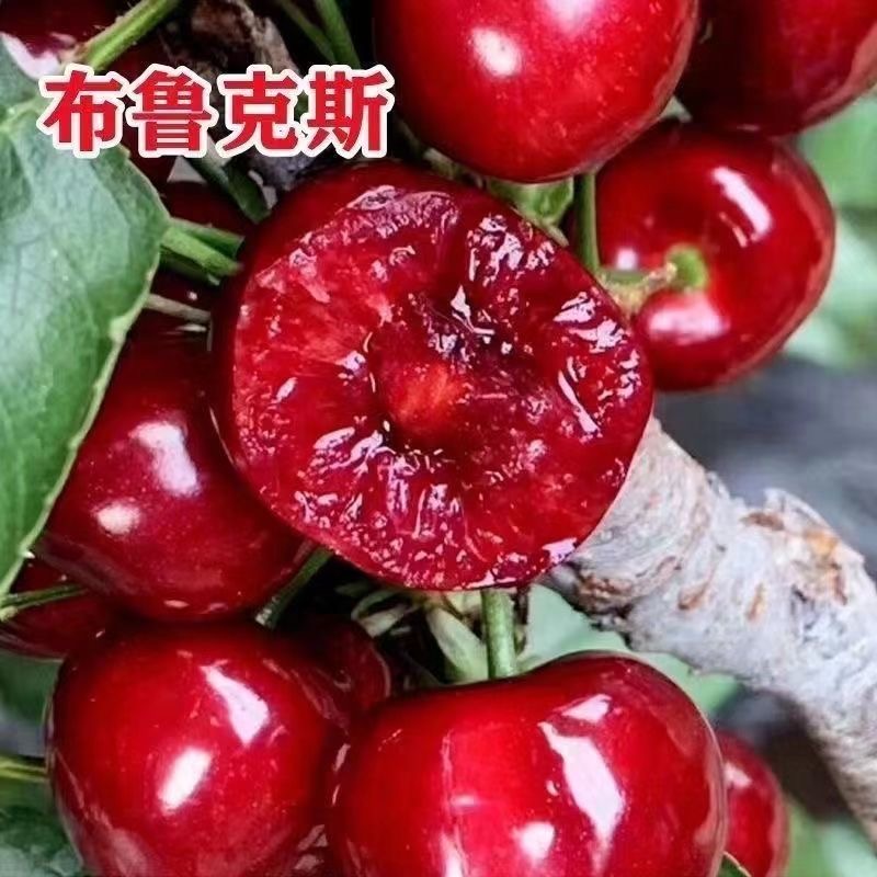车厘子俄罗斯8号大樱桃树苗北方南方种植俄罗斯八号樱桃当年结果