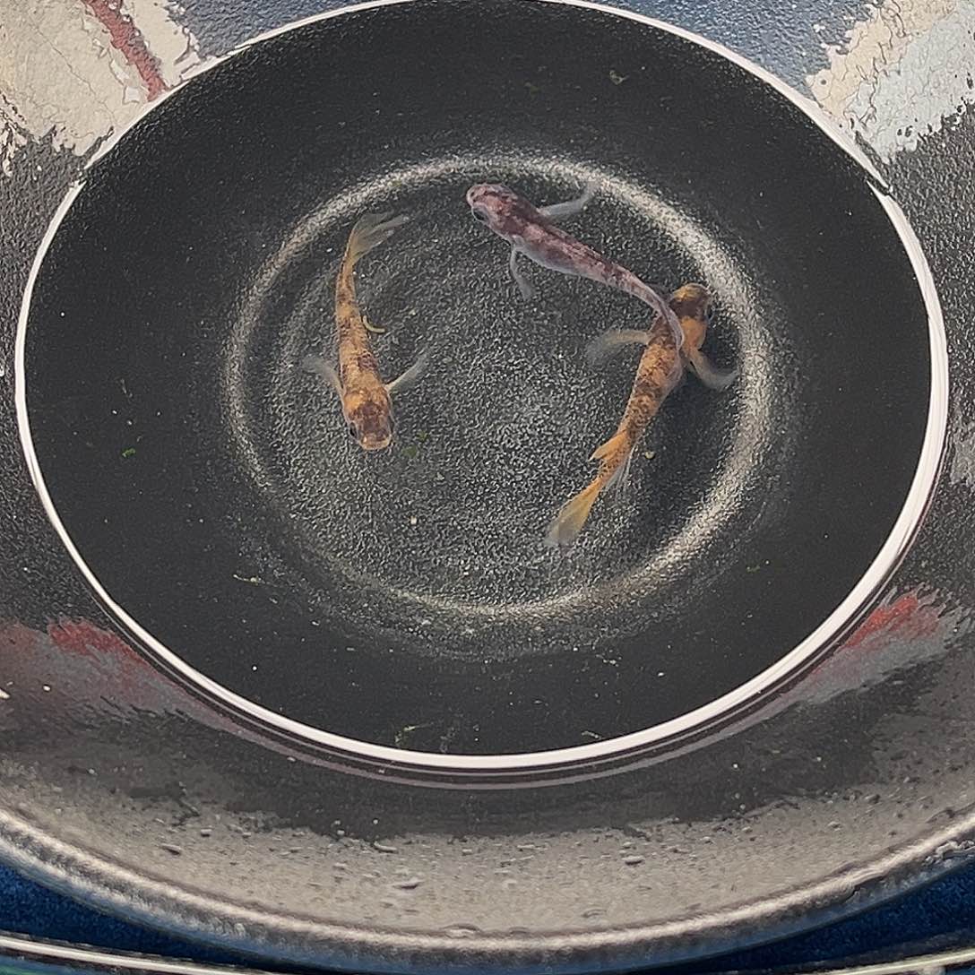 青鳉鱼松井长鳍和墨三条