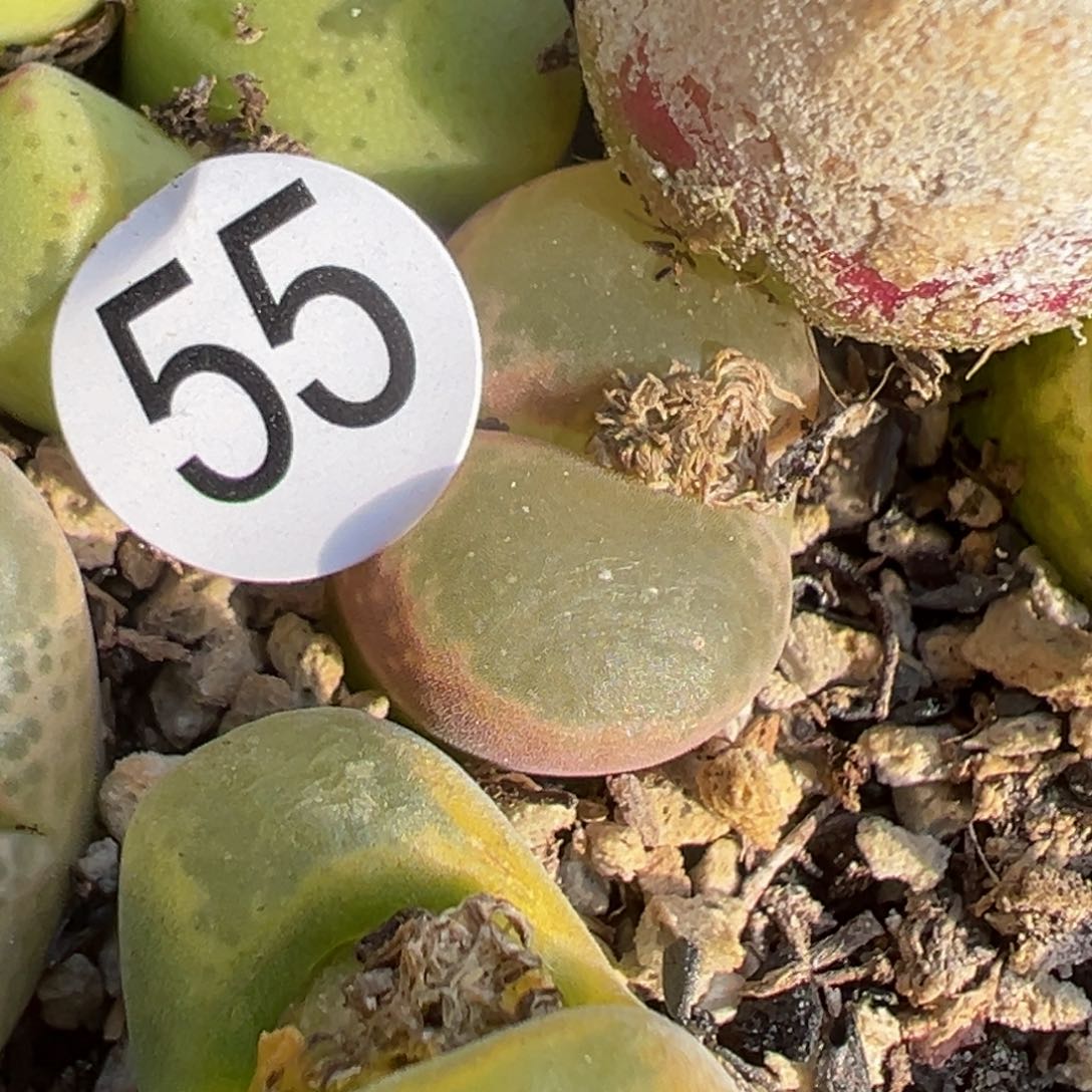 姬**君多肉植物111111111111111111